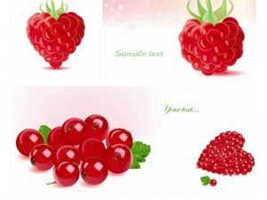 Stock Vector Berry 02