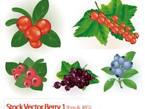 Stock Vector Berry 01