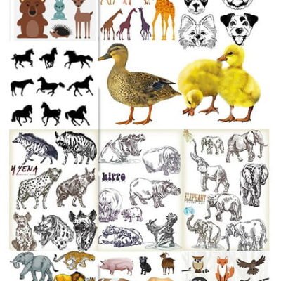 Shutterstock Animals