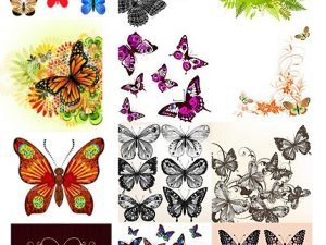 Amazing ShutterStock Butterfly