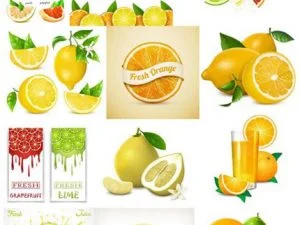 Citrus Fruits Vector