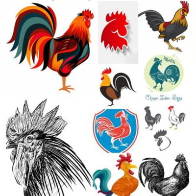 Rooster Vector
