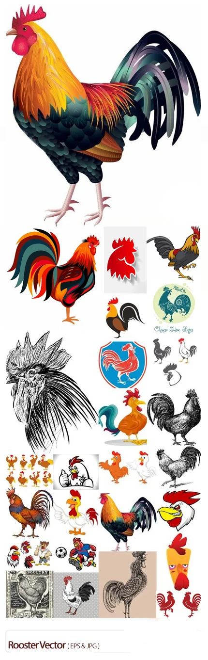 Rooster Vector