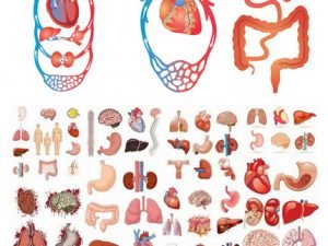 Viscera And Body Parts In Vector From Stock