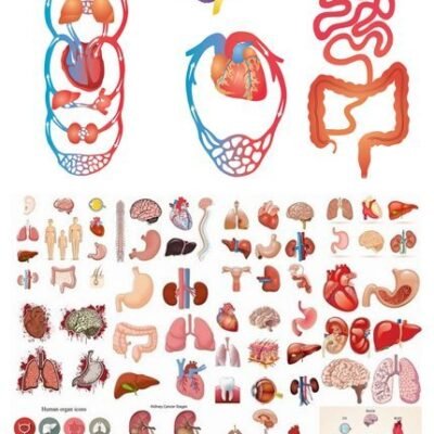 Viscera And Body Parts In Vector From Stock