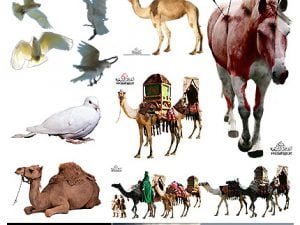 Animals Element Design For Moharam