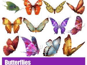 Butterflies