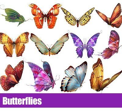 Butterflies