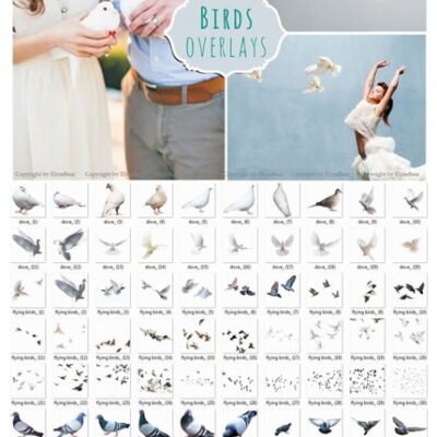 CM 70 Birds Photoshop Overlays