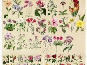 CM Antique Botanical Floral Graphics