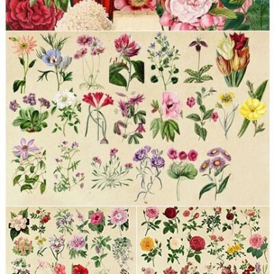 CM Antique Botanical Floral Graphics