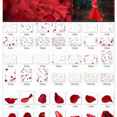 CM Falling Rose Petals Photo Overlays