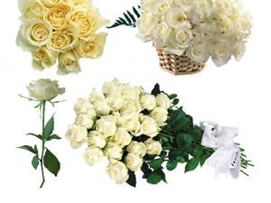 White Roses