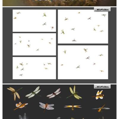 Dragonfly Photo Overlays