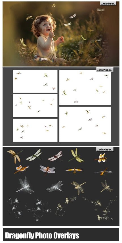 dragonfly.photo.overlays Dragonfly Photo Overlays