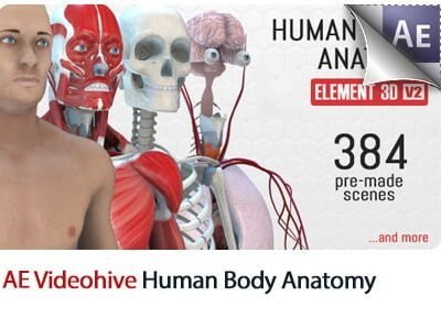 Human Body Anatomy AE Template