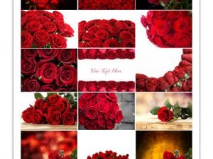 amazing red roses