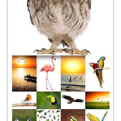 amazing shutter stock birds