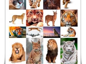 Amazing shutterstock wild cats