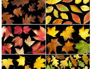 139 Isolated Autumn Leaves