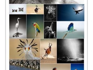 Amazing African Animals Stock Images