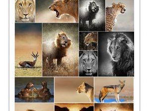 Amazing African Animals Stock Images 2015