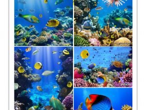 Amazing ShutterStock Ocean Underwater Coral Reef