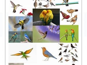 Collection Of Different Birds