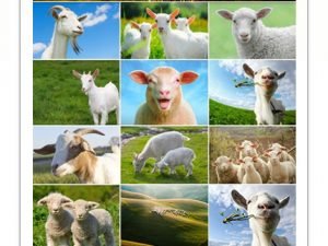 Sheeps And Goats Symbol Of 2015 Year