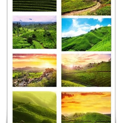 Tea Plantation And Sunset