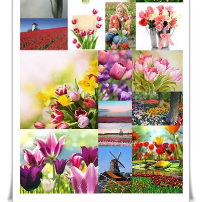 Tulips Collection 25 HQ Stock