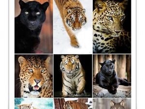 Wild Predator Animals