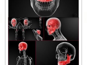 3D Rendering Illustration Of The Skull Bone