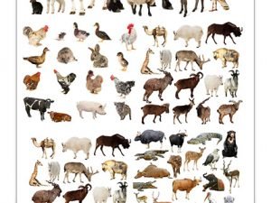 Animal Isolated Background