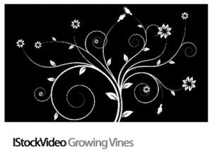 Growing Vines