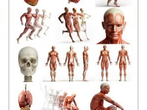 Human Body Anatomy