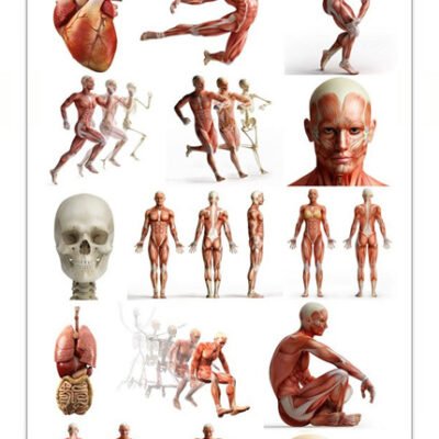 Human Body Anatomy