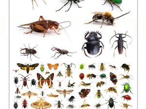 Insects