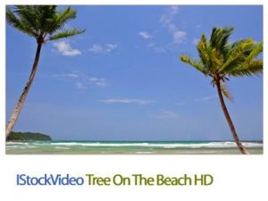 IStockVideo Tree On The Beach HD