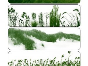 Grasslands Brushes