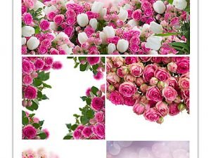 Roses Backgrounds With Flowers And Butterflies