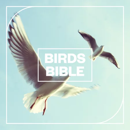 77 Blastwave FX Birds Bible 77 Blastwave FX Birds Bible